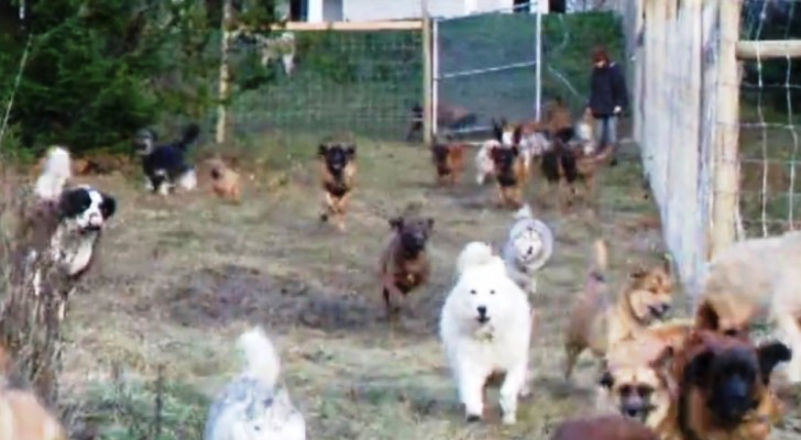 45 geredde honden betreden voor het eerst hun nieuwe onderkomen: wat volgt is een uitbarsting van vreugde! 