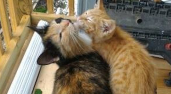 Un chat de gouttière "donne" son petit à un couple:ils découvriront pourquoi un peu plus tard