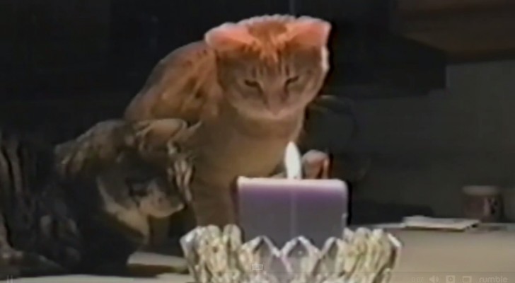 I due gatti fissano la candela, ma tenete gli occhi su quello a destra...