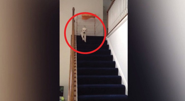 A puppy goes down the stairs --- So funny the way it does it!