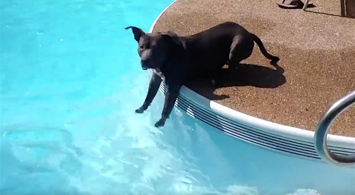 Deze pitbull komt voor de eerste keer in aanraking met water: de manier waarop hij het water benadert is... bijzonder!