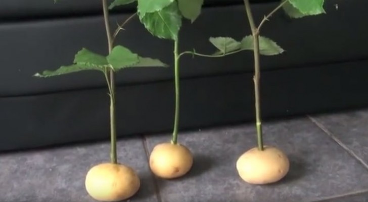 Insert rose stem cuttings into potatoes? --- The reason? -- Surprising!