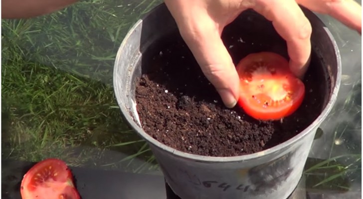 Hij Snijdt De Tomaat In Plakken En Stopt Het In Potgrond. Je Hebt De Tomaten Uit De Supermarkt Niet Meer Nodig 