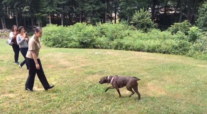 A dog sees its owner after one year --- see their thrilling reunion!