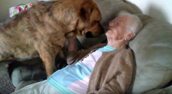 A huge puppy dog shows all his love for a grandmother!