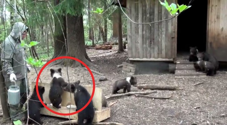 Russian volunteers feed orphaned bears --- here is what happens every day!