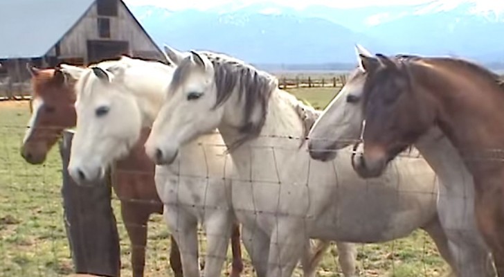 Horses run up to a fence --- The reason? It will make you smile!