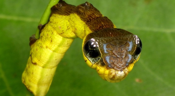A harmless caterpillar or a poisonous snake? --- You will be amazed!