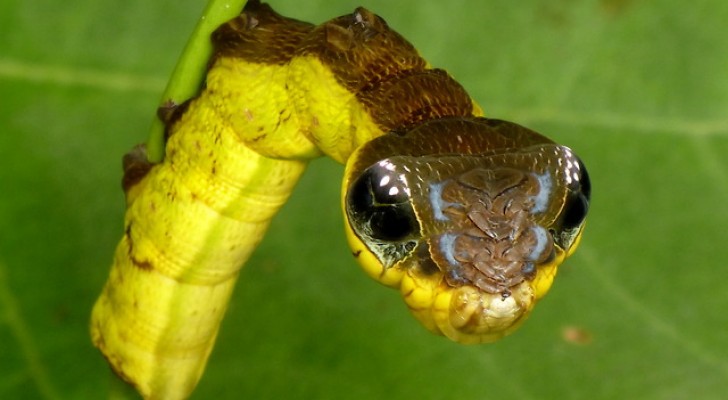 Una inofensiva oruga o una serpiente venenosa? Esta maravilla de la naturaleza nos asombrara