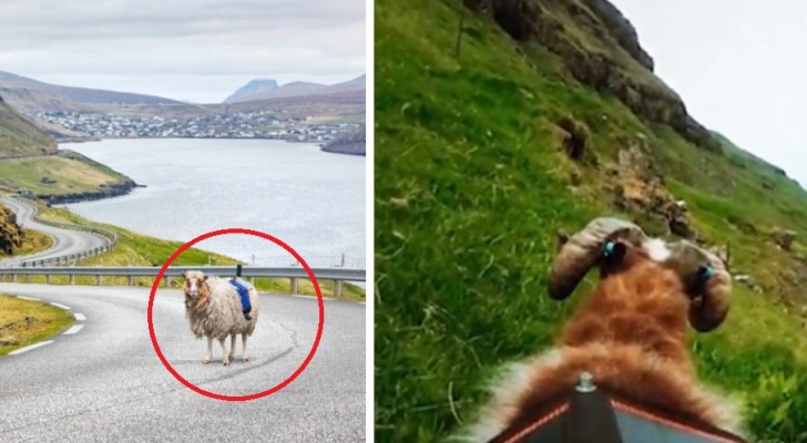Google non percorre le strade della sua isola: così una ragazza decide di usare... le pecore