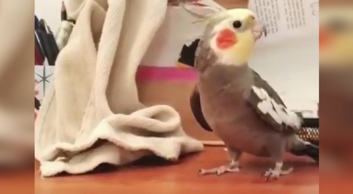 Deze papegaai wil de wereld laten zien wat hij heeft geleerd: luister goed!