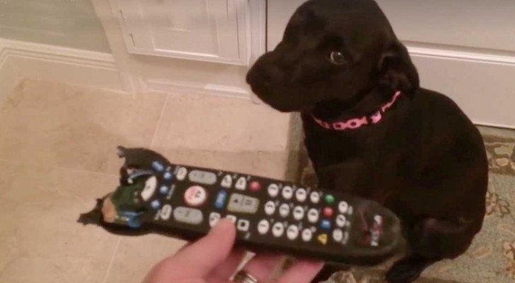 She finds a chewed -up remote control --- the reaction is hilarious!