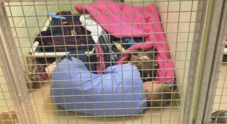 An abandoned dog is terrified --- a shelter operator makes a special gesture