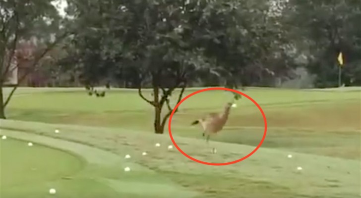 Ze zien een grote vogel op de golfbaan: wat hij doet met de ballen is hilarisch!