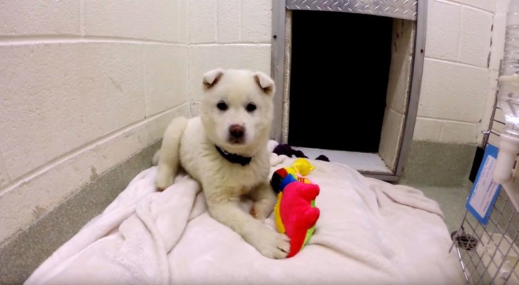 Destined to become dog meat --- now he plays happily with toys!