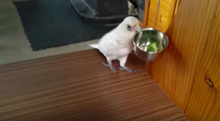 Zijn baasje suggereert broccoli als tussendoortje: de reactie van deze vogel zal je in lachen doen uitbarsten!