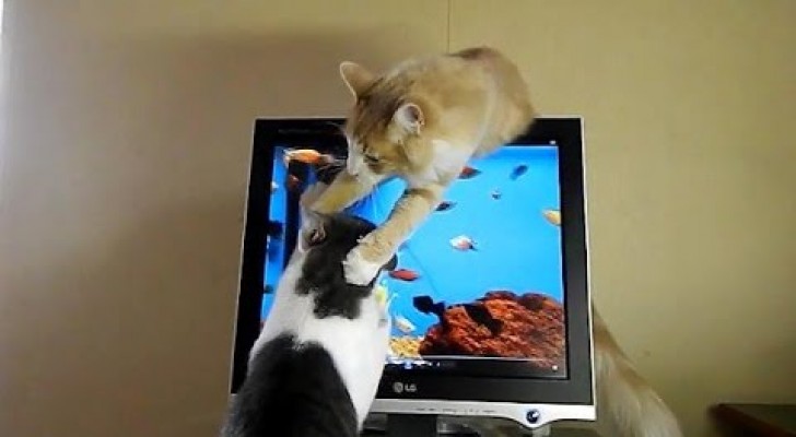 Twee katten en een aquarium als screensaver: laat de jacht beginnen!