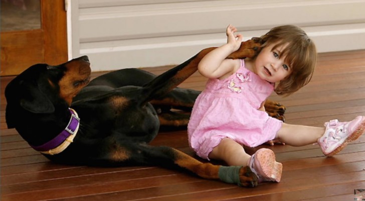 Find out why this Doberman "attacked" this little girl ...