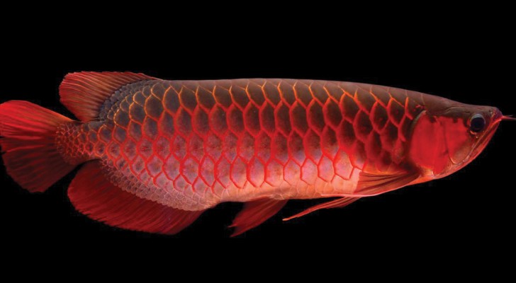 Lo chiamano il "Pesce Dragone": ecco a voi il pesce d'acquario più costoso al mondo