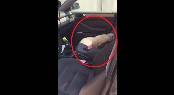 A poodle wants to stay in the car --- its strategy is hilarious!