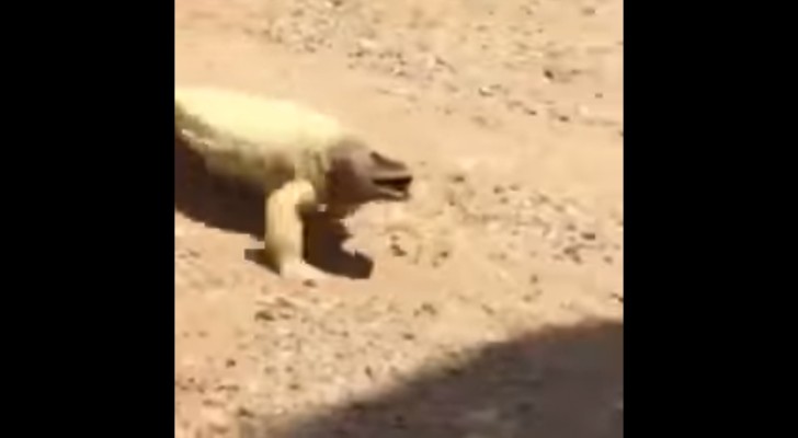 Een hagedis beweegt zich over het warme zand: kijk wat het diertje doet als hij uiteindelijk de schaduw bereikt 