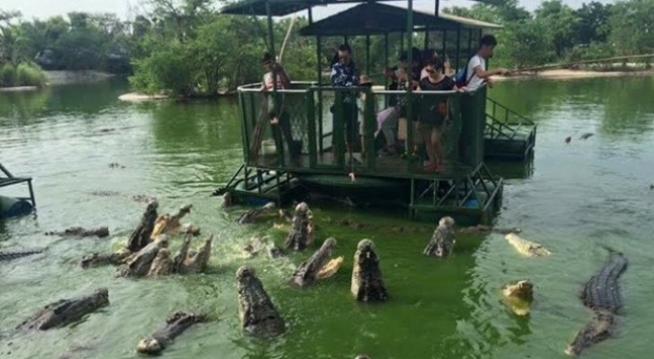 Leende turister omringade av hungriga krokodiler: här är de hemska bilderna som setts världen över