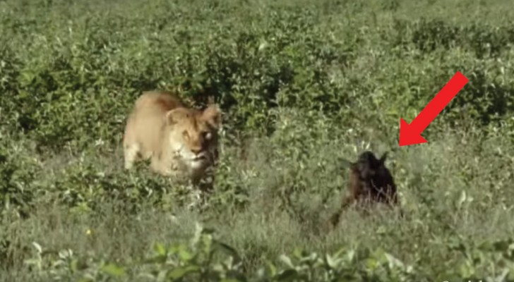 Uma leoa fica frente a frente com um filhote de gnu... mas o que acontece é bem diferente do que se espera