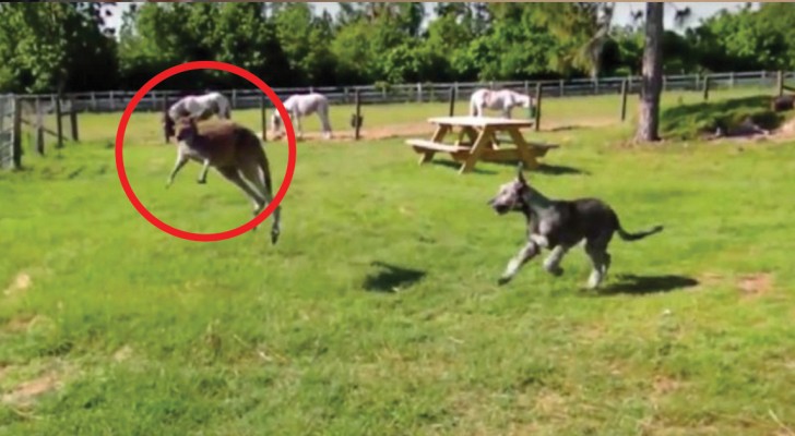 Un perro y un canguro juegan juntos: imaginaban que podrian comportarse asi?
