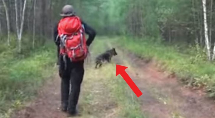 Una bimba si perde nel bosco: il suo cane la protegge per 12 giorni e poi aiuta i soccorritori a ritrovarla
