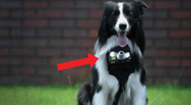 La fotocamera scatta SOLO se il cane si emoziona: il risultato è un reportage spettacolare