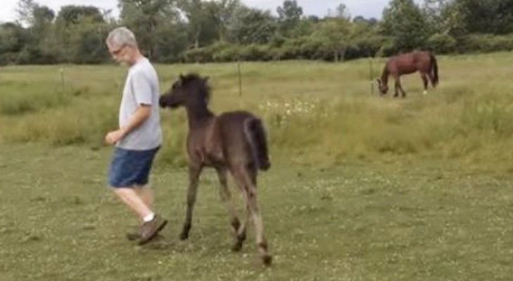 A man stops caressing a colt --- he will pay dearly for this error! 