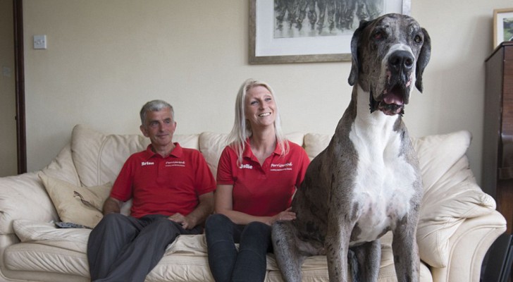 Take a look at the world's tallest dog and the world's smallest dog!