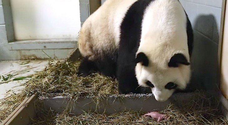 Mama panda gives birth to twins a few seconds apart