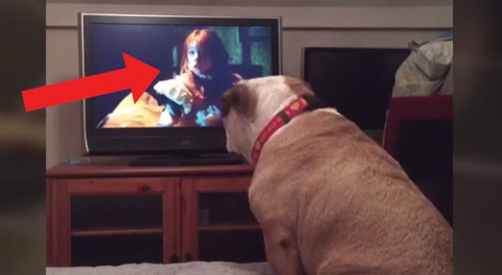 A bulldog is watching a TV horror movie --- His reaction is amazing!