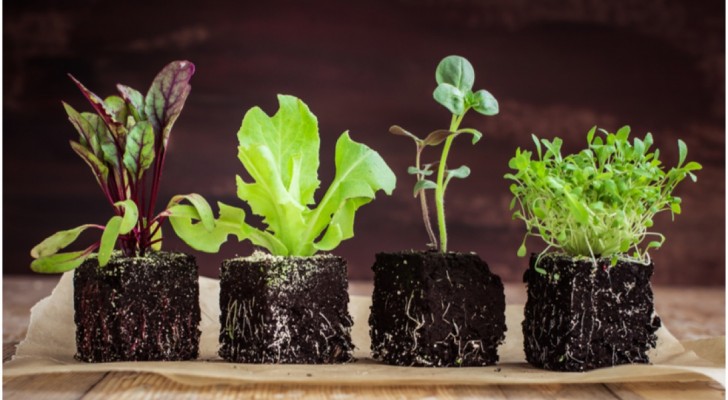 Here's how to grow your own lettuce in record time . . . starting today!