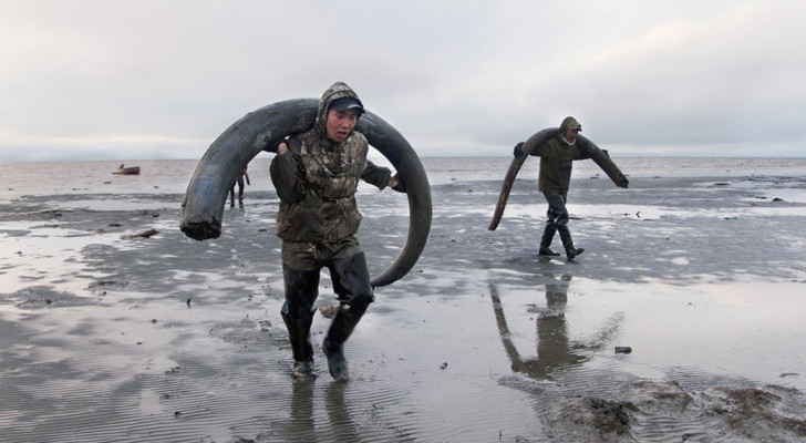 A caccia di mammut: la nuova frontiera del commercio di avorio che non implica lo sterminio di elefanti