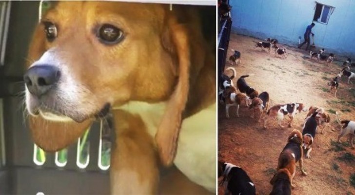 156 beagle salvati dai laboratori vedono il sole per la prima volta: il momento è toccante