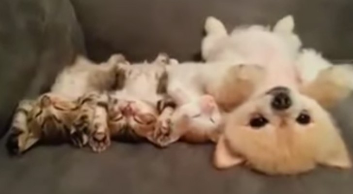 Een pup is lekker aan het uitrusten met 3 kittens: zijn ze niet onweerstaanbaar schattig!
