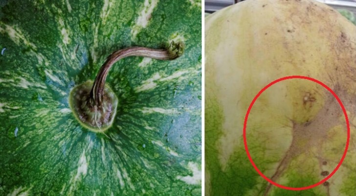 Wie man die richtige Wassermelone auswählt: Hier 5 Tricks