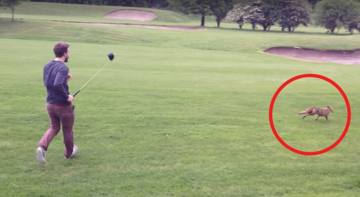En räv vill stjäla golfarens utrustning: se på deras jätteroliga bråk!