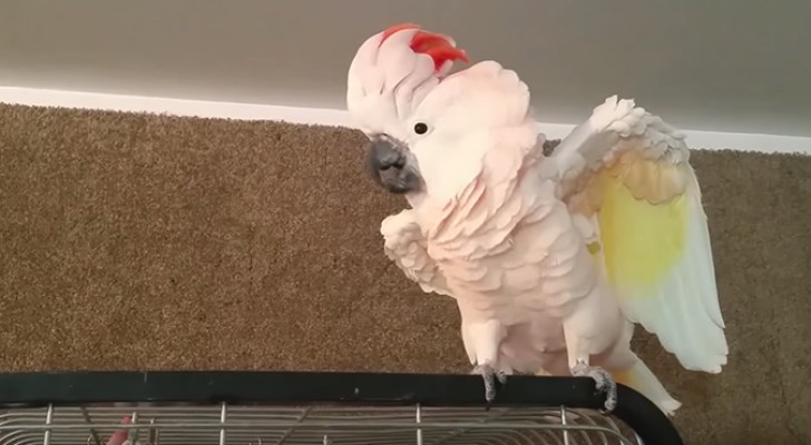 Han säger åt sin papegoja att flyga tillbaks till sin bur, men han svarar .. så HÄR!