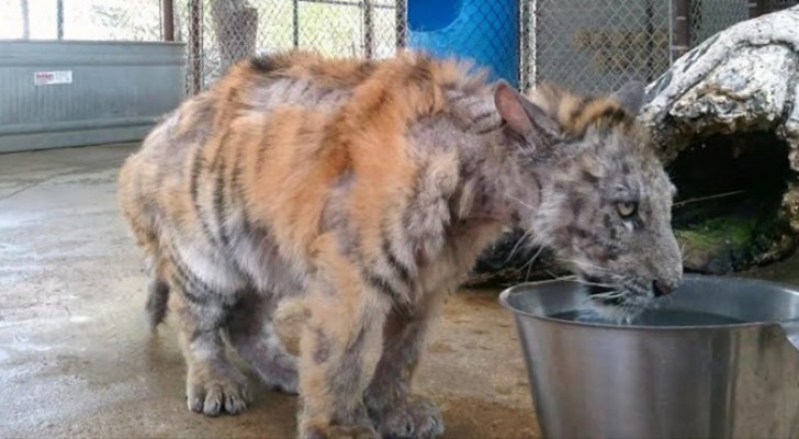 An inspiring story --- A young female Bengali tiger gets a new lease on life! 