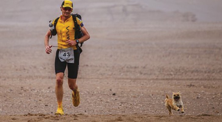 En maratonlöpare bestämmer sig för att adoptera en gatuhund som följt honom under mer än 100 km under tävlingen