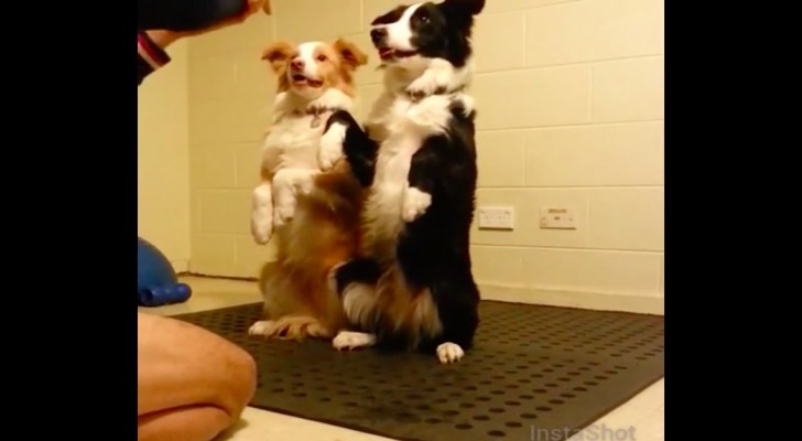 Twee honden staan klaar voor hun oefening: dit is wat ze hebben geleerd!