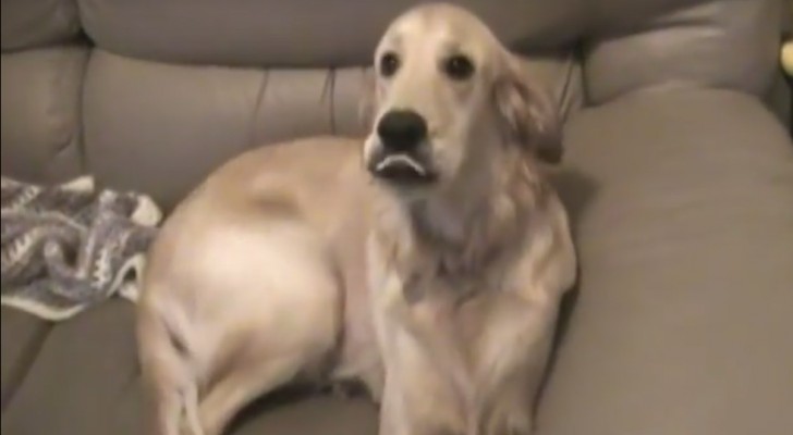 Il cane ha preso il suo posto sul divano: quando gli dice di scendere lui... protesta!