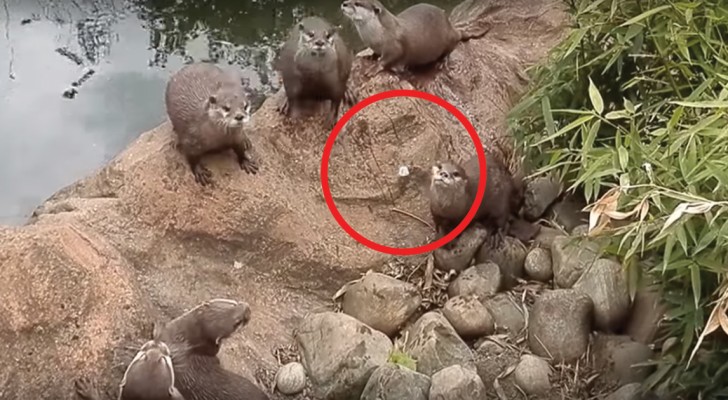 Deze otters zien een vlinder... hun reactie is een genot om naar te kijken!