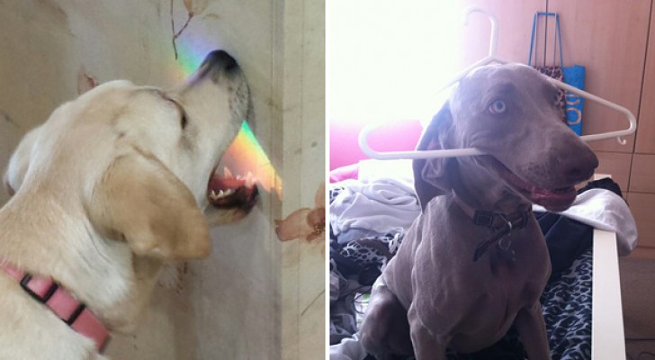 19 immagini di cani che strapperebbero un sorriso a chiunque