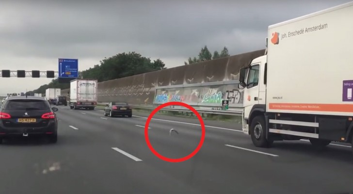 Mentre viaggia in autostrada nota un piccione tra le auto: non crederete a ciò che sta facendo!