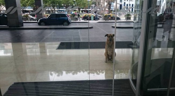 Ce chien errant attend chaque jour une femme devant l'hôtel: son plan est... infaillible!