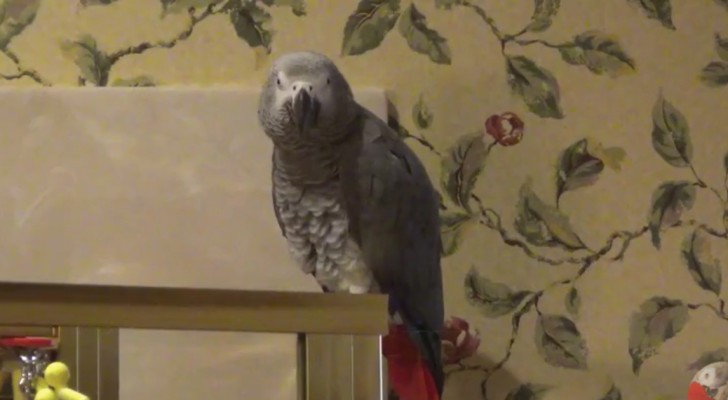 Deze papegaai dringt aan op zijn favoriete maaltje: hoe kun je hem niet geven wat hij wil!